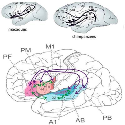 Self-limited childhood epilepsies are disorders of the perisylvian communication system, carrying the risk of progress to epileptic encephalopathies—Critical review